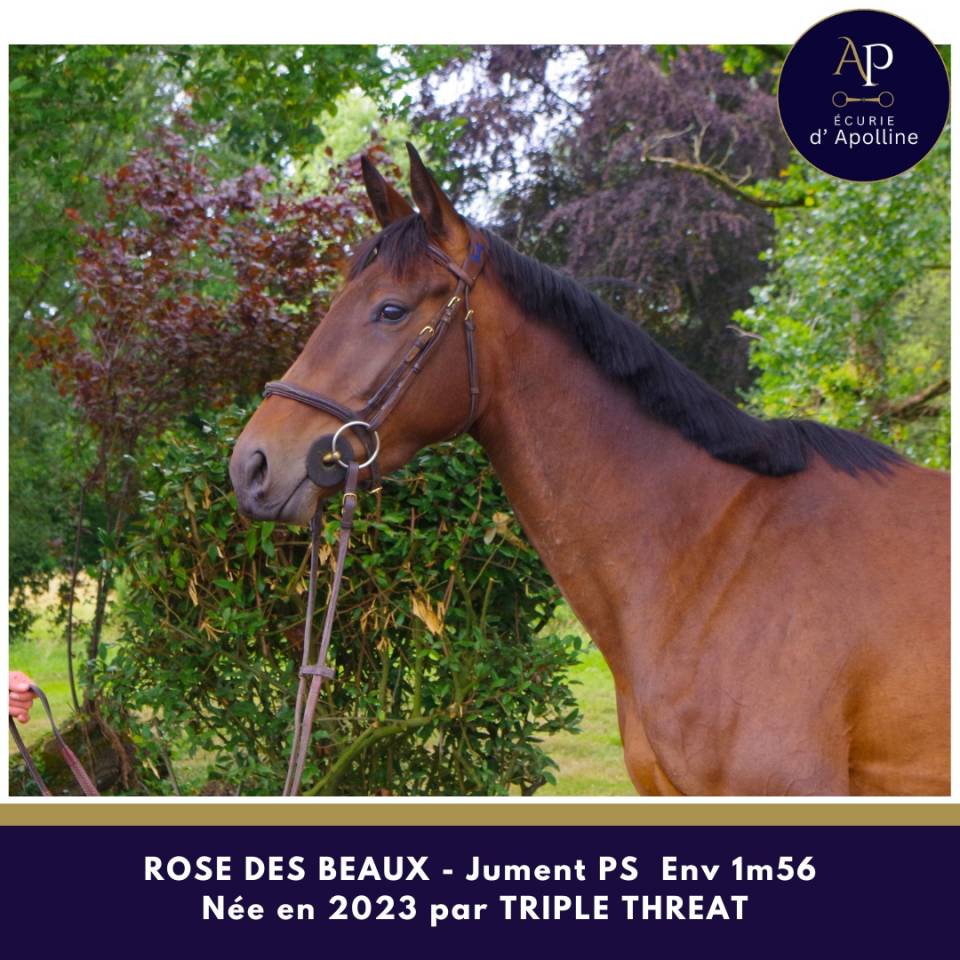 Mare Thoroughbred For sale 2023 Bay