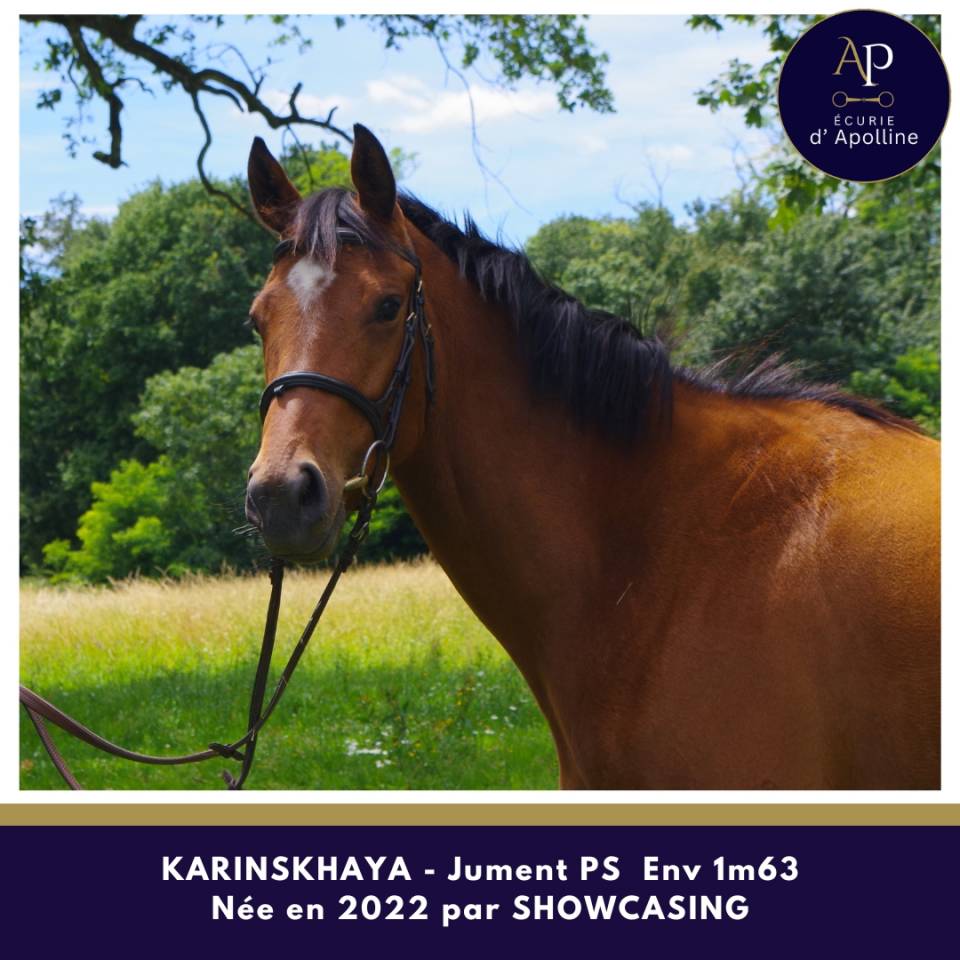 Mare Thoroughbred For sale 2022 Bay