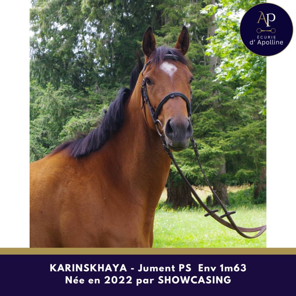 Mare Thoroughbred For sale 2022 Bay
