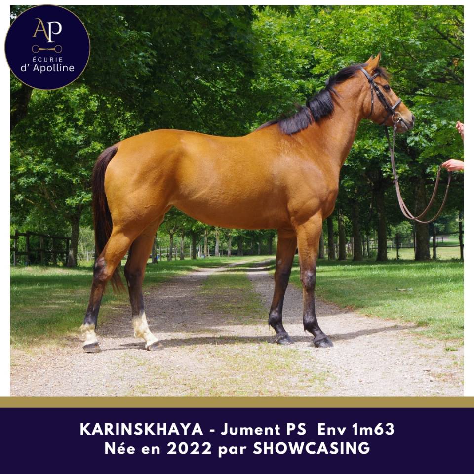 Mare Thoroughbred For sale 2022 Bay
