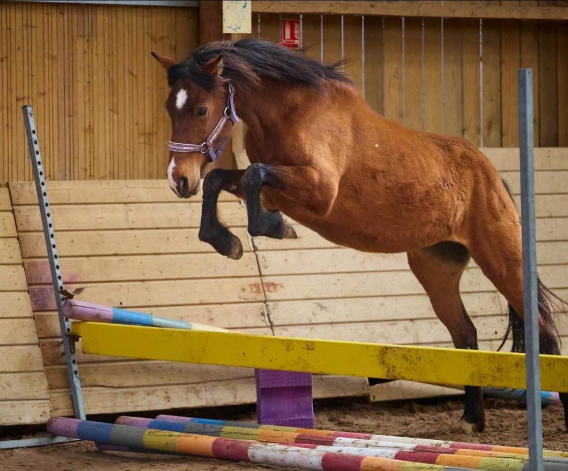 Mare French Saddle Pony For sale 2022 Bay