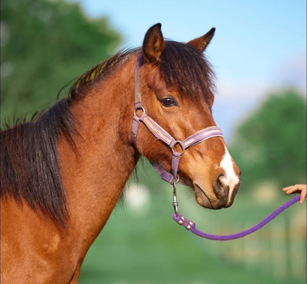 Mare French Saddle Pony For sale 2022 Bay