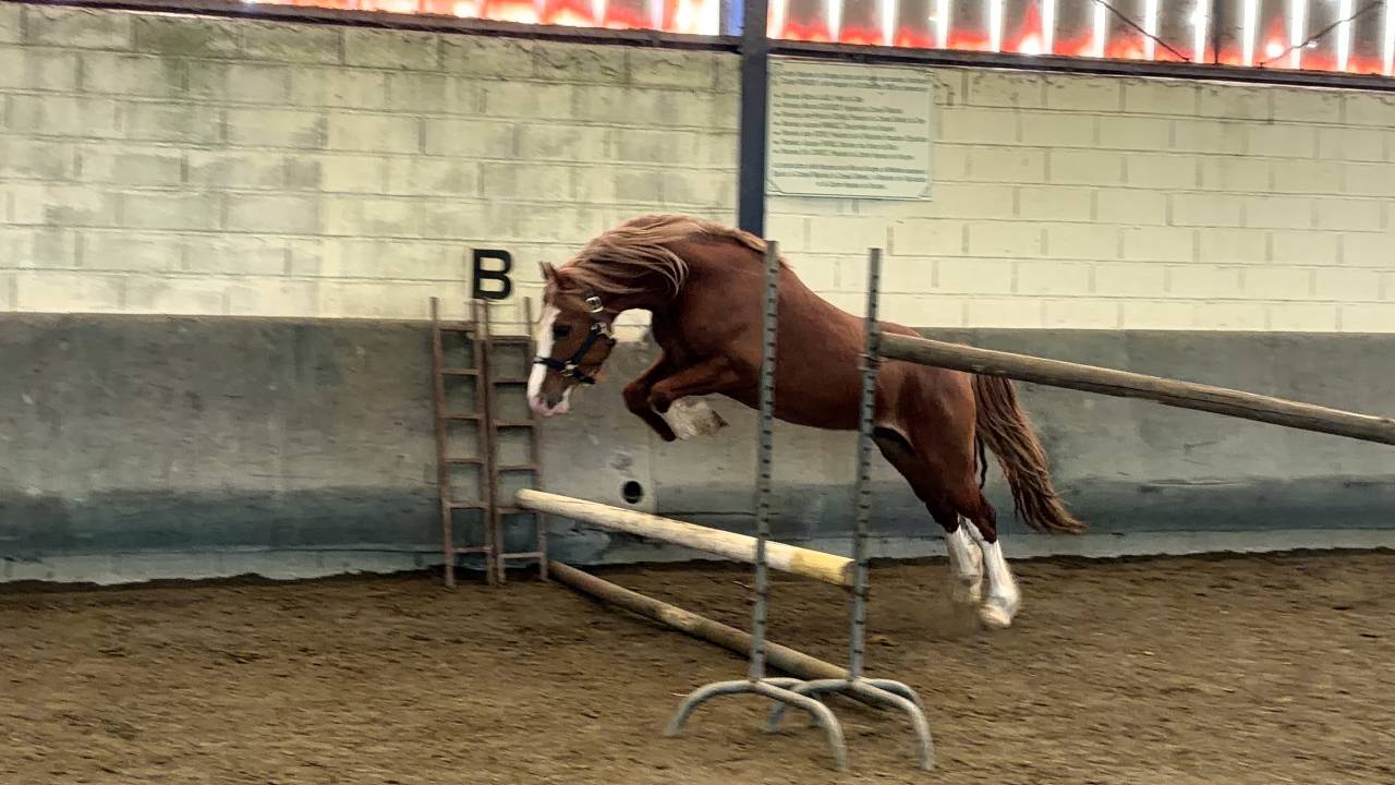 Entire Welsh Pony (Section D), Welsh Cob For sale 2023 Chesnut