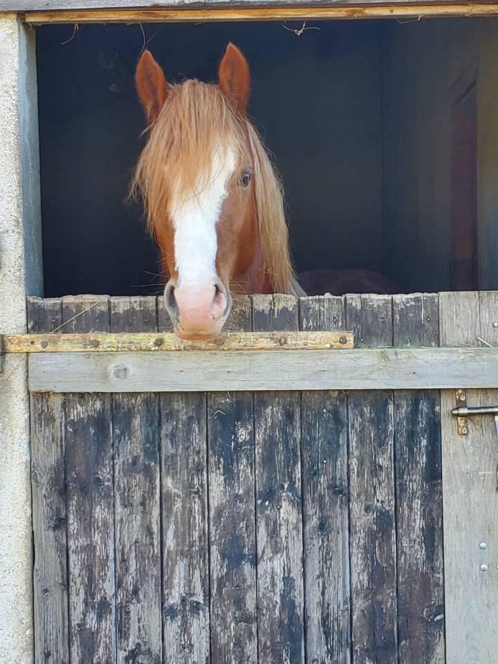 Entire Welsh Pony (Section D), Welsh Cob For sale 2023 Chesnut