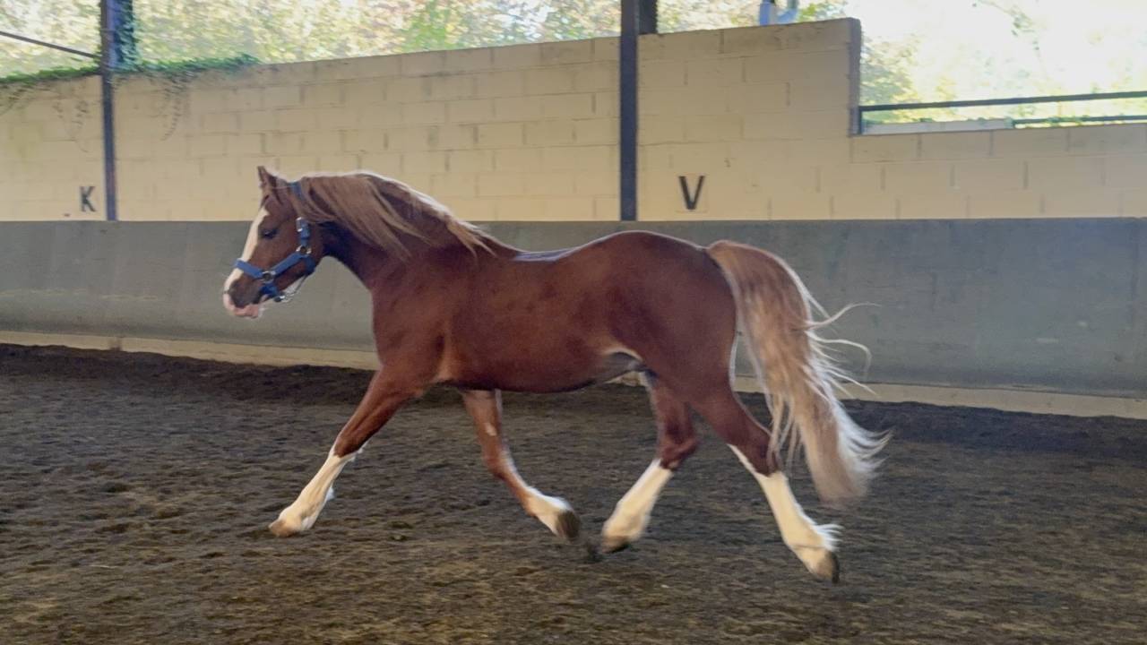 Entire Welsh Pony (Section D), Welsh Cob For sale 2023 Chesnut
