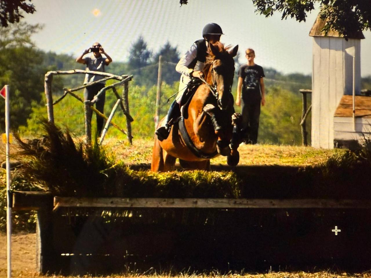 Mare Selle Fran&ccedil;ais For sale 2020 Liver chestnut
