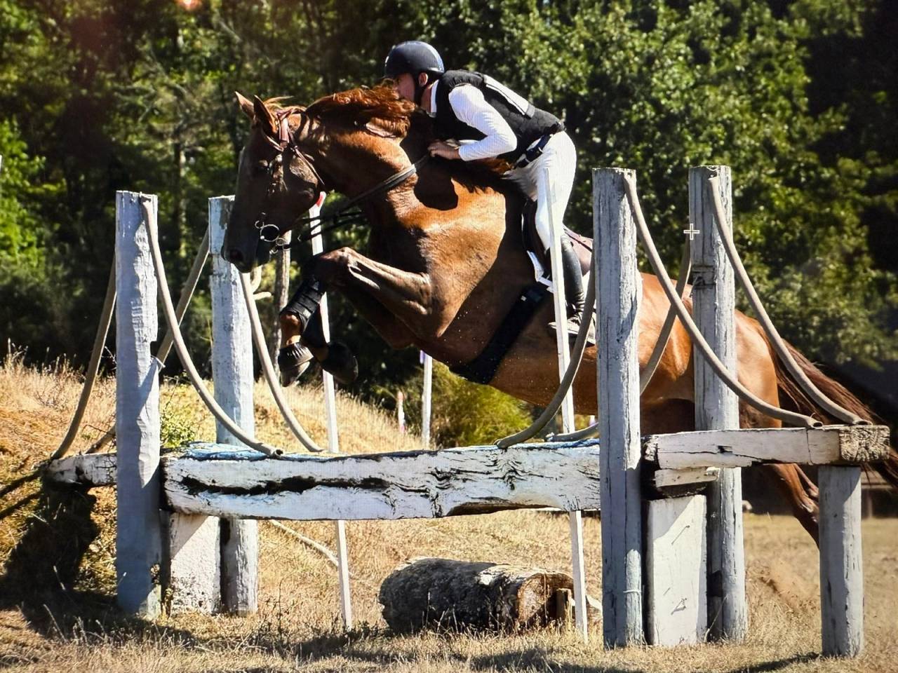 Mare Selle Fran&ccedil;ais For sale 2020 Liver chestnut