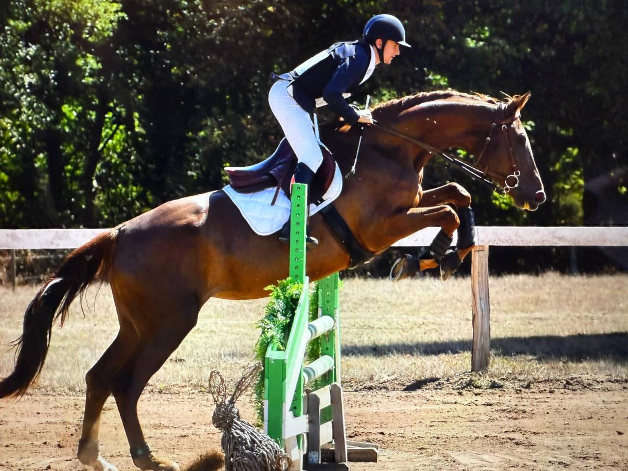 Mare Selle Fran&ccedil;ais For sale 2020 Liver chestnut