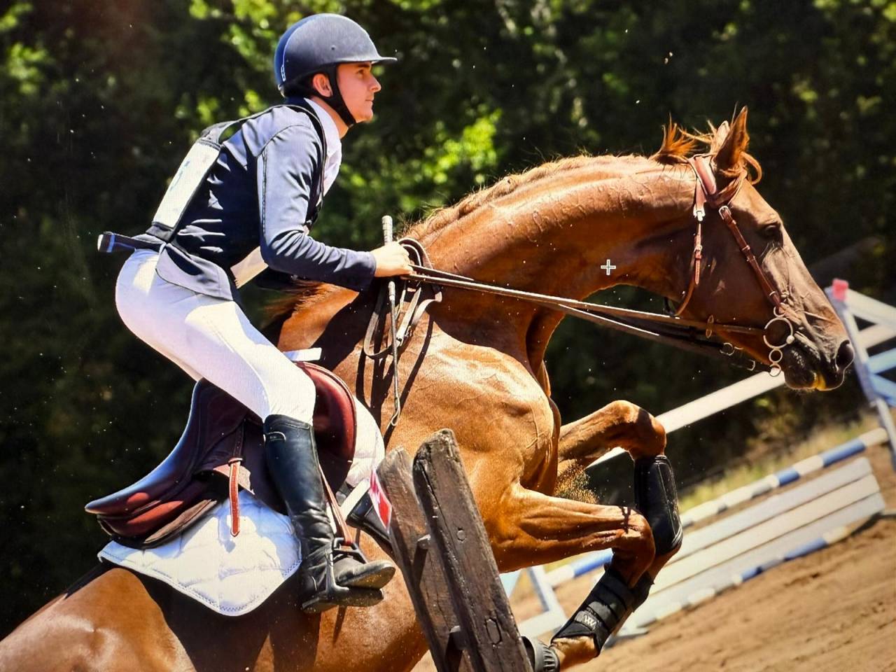 Mare Selle Fran&ccedil;ais For sale 2020 Liver chestnut