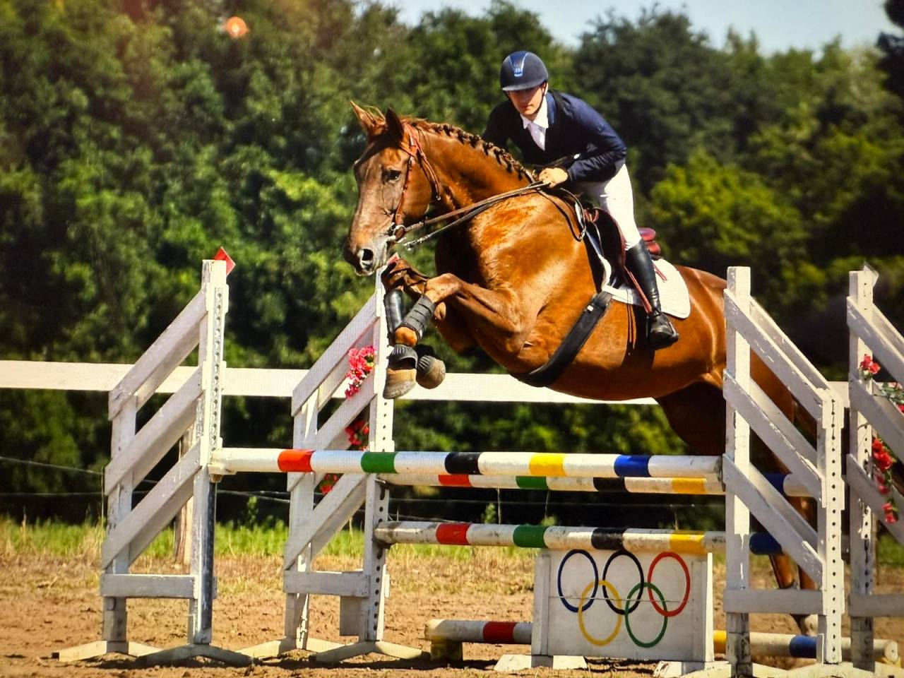 Mare Selle Fran&ccedil;ais For sale 2020 Liver chestnut