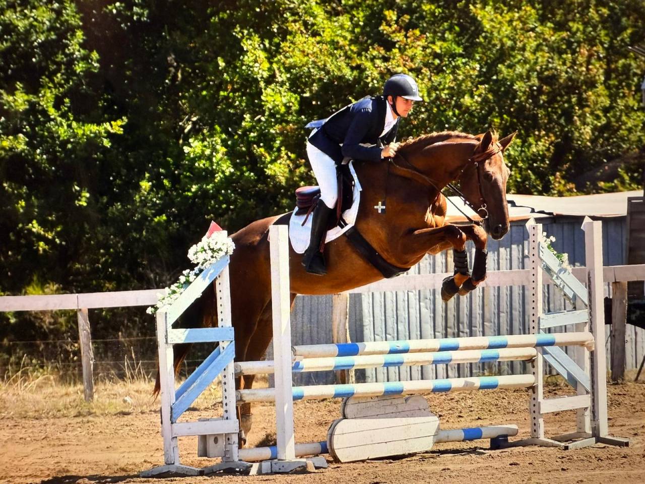 Mare Selle Fran&ccedil;ais For sale 2020 Liver chestnut