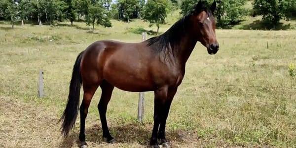 Mare Other Pony Breed For sale 2020 Dark Bay