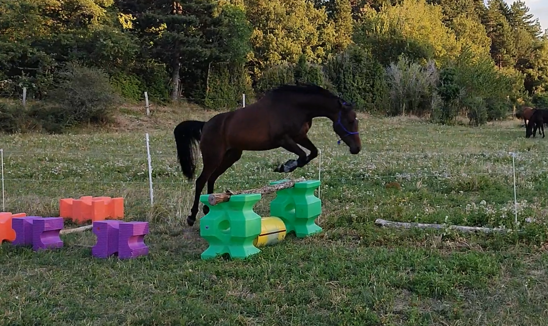Mare Other Pony Breed For sale 2020 Dark Bay