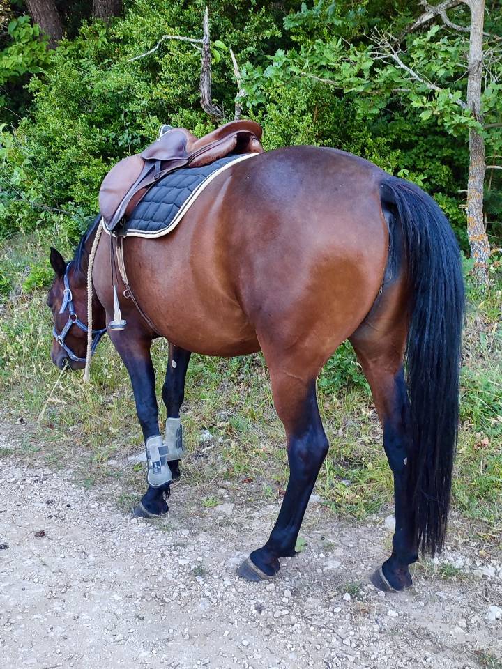 Mare Other Pony Breed For sale 2020 Dark Bay