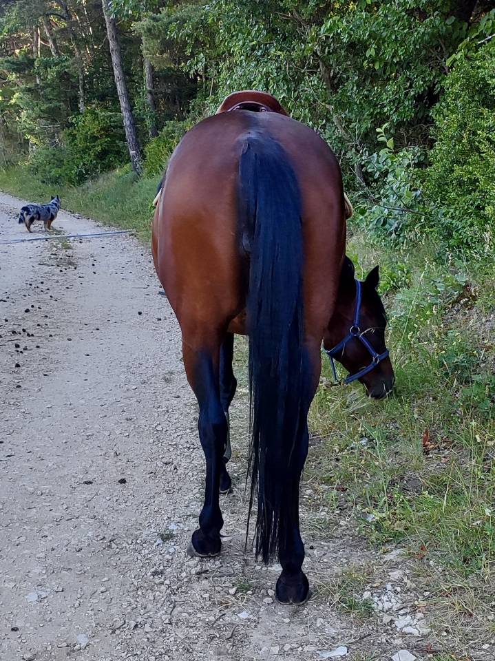 Mare Other Pony Breed For sale 2020 Dark Bay