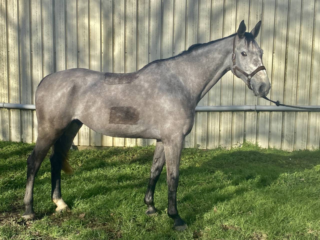 Gelding Selle Fran&ccedil;ais For sale 2020 Grey