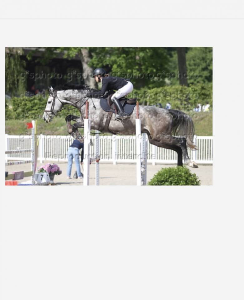 Gelding Selle Fran&ccedil;ais For sale 2020 Grey