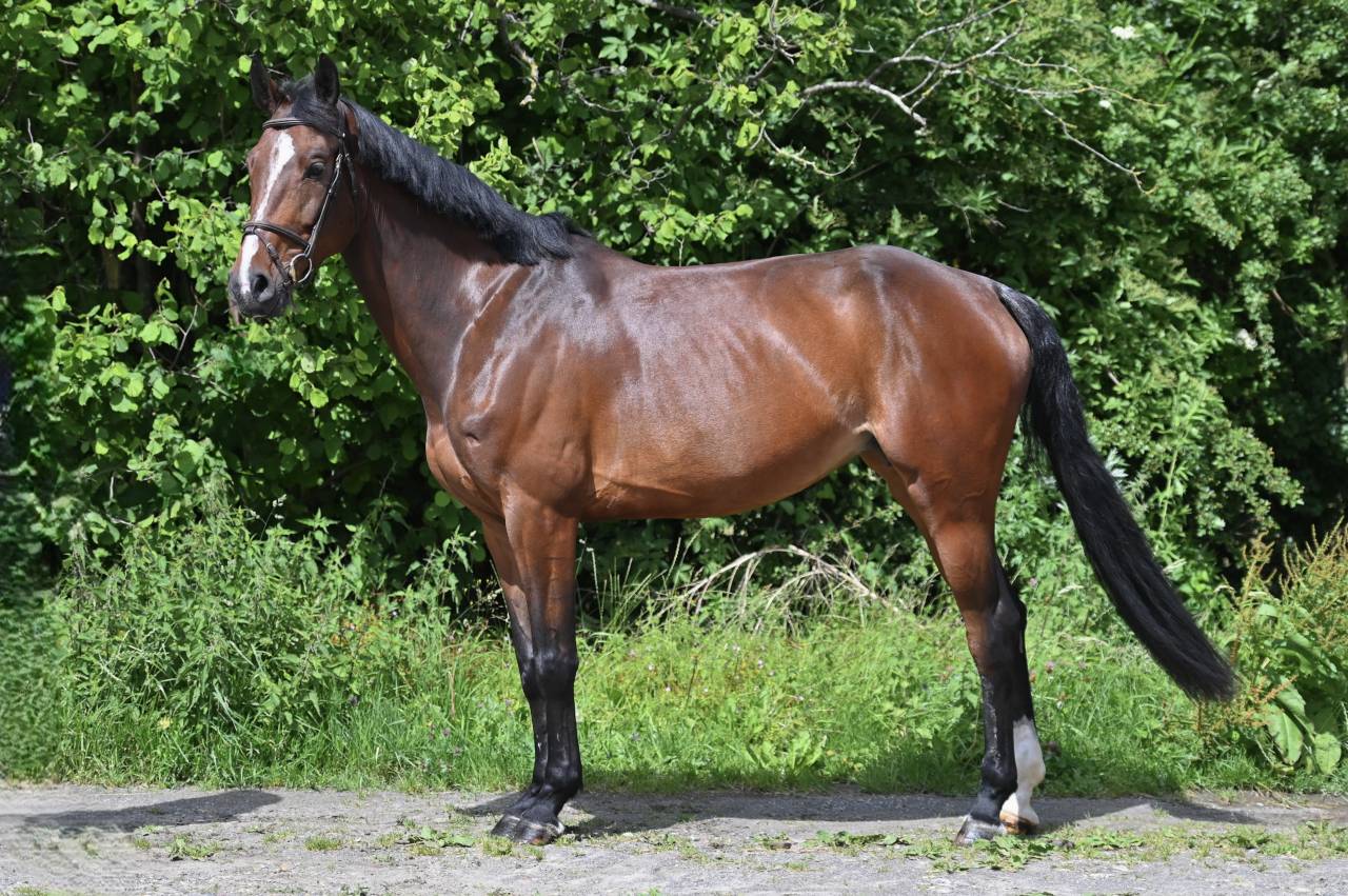 Mare Zangersheide For sale 2020 Bay