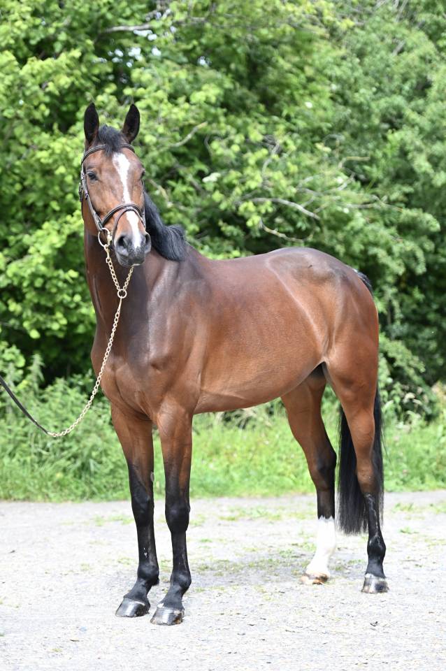 Mare Zangersheide For sale 2020 Bay