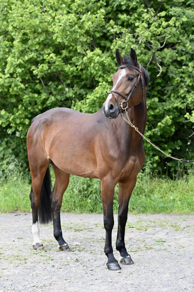 Mare Zangersheide For sale 2020 Bay
