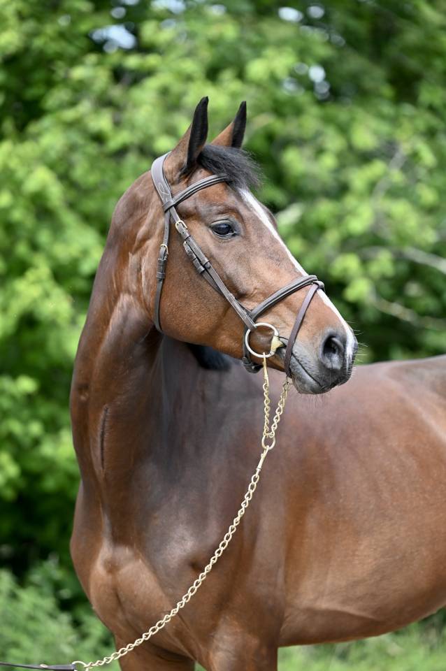 Mare Zangersheide For sale 2020 Bay
