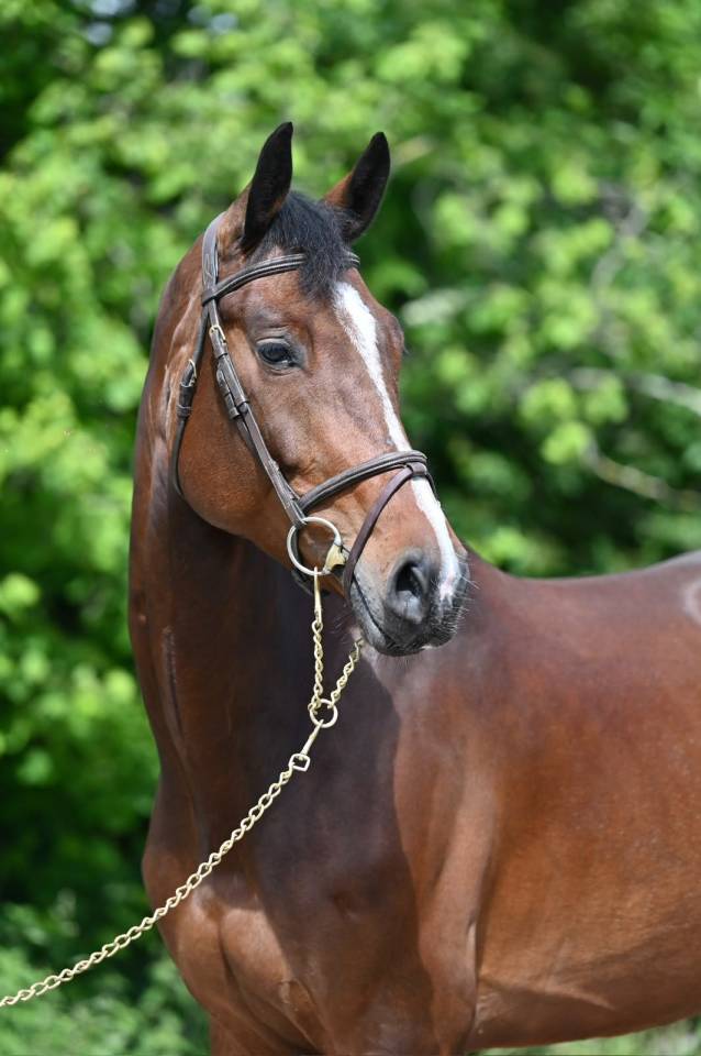 Mare Zangersheide For sale 2020 Bay