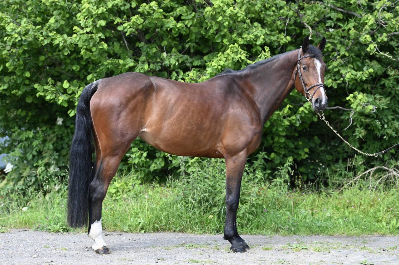 Mare Zangersheide For sale 2020 Bay
