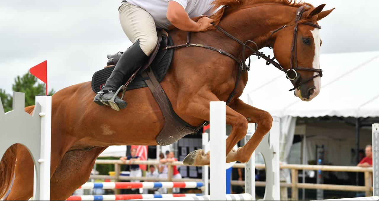Gelding Selle Fran&ccedil;ais For sale 2018 Chesnut