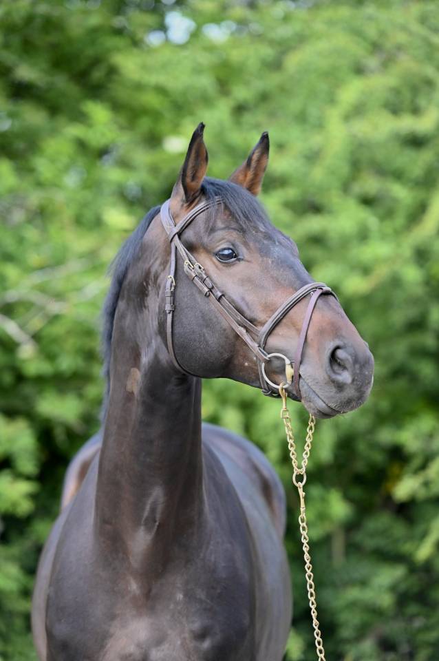Gelding Holsteiner For sale 2020 Bay