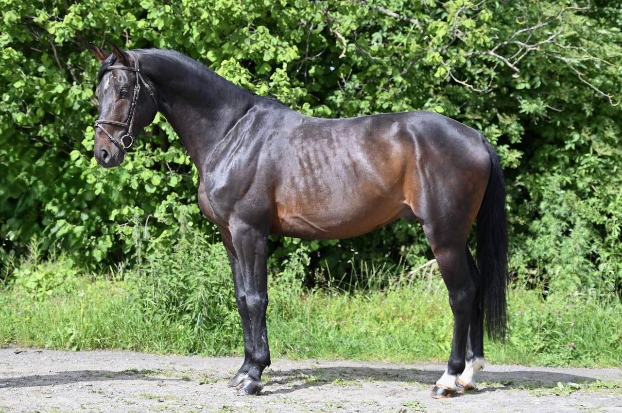 Gelding Holsteiner For sale 2020 Bay