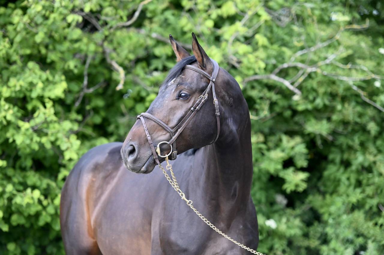 Gelding Holsteiner For sale 2020 Bay