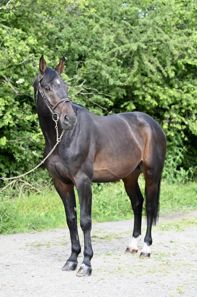 Gelding Holsteiner For sale 2020 Bay