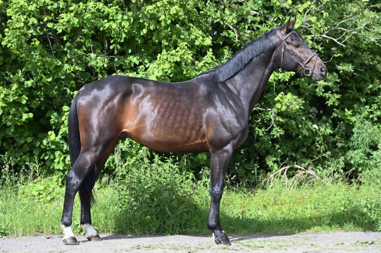 Gelding Holsteiner For sale 2020 Bay