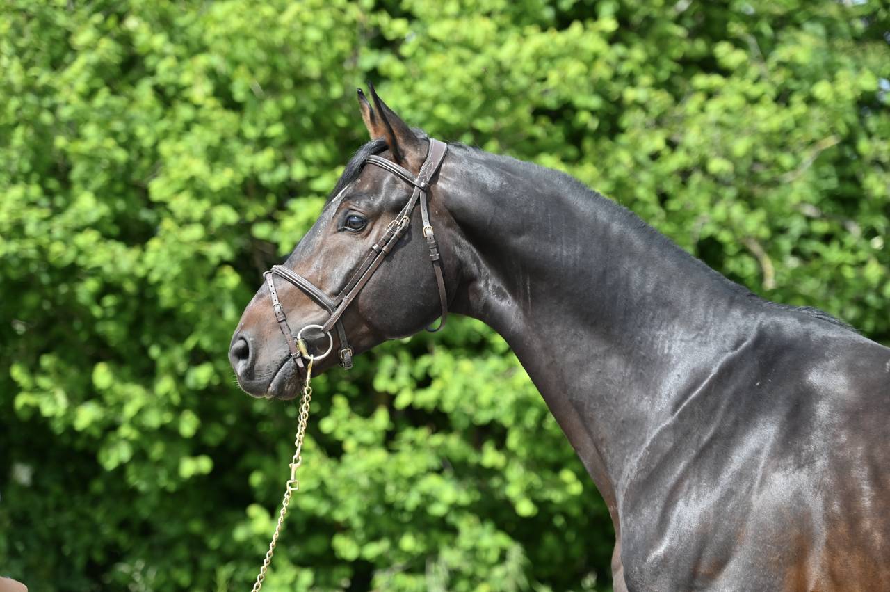 Gelding Holsteiner For sale 2020 Bay
