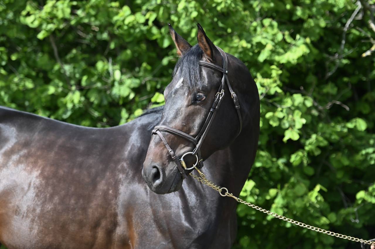 Gelding Holsteiner For sale 2020 Bay