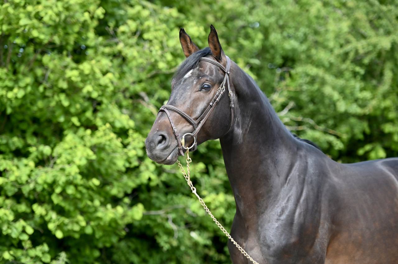 Gelding Holsteiner For sale 2020 Bay