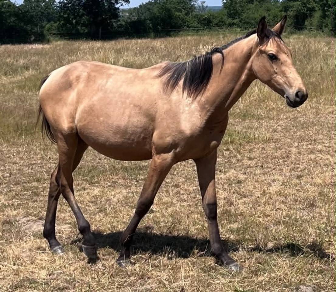 Filly Selle Fran&ccedil;ais For sale 2025 Buckskin