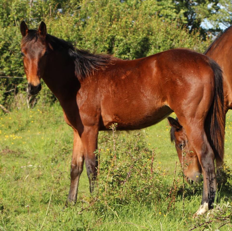 Colt Selle Fran&ccedil;ais For sale 2025 Bay
