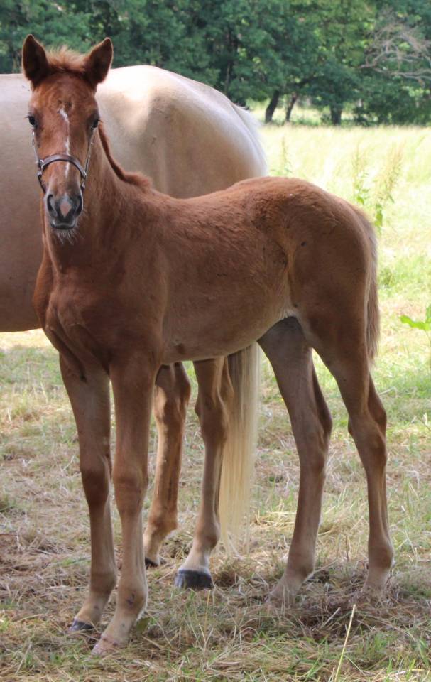 Filly Selle Fran&ccedil;ais For sale 2026 Chesnut