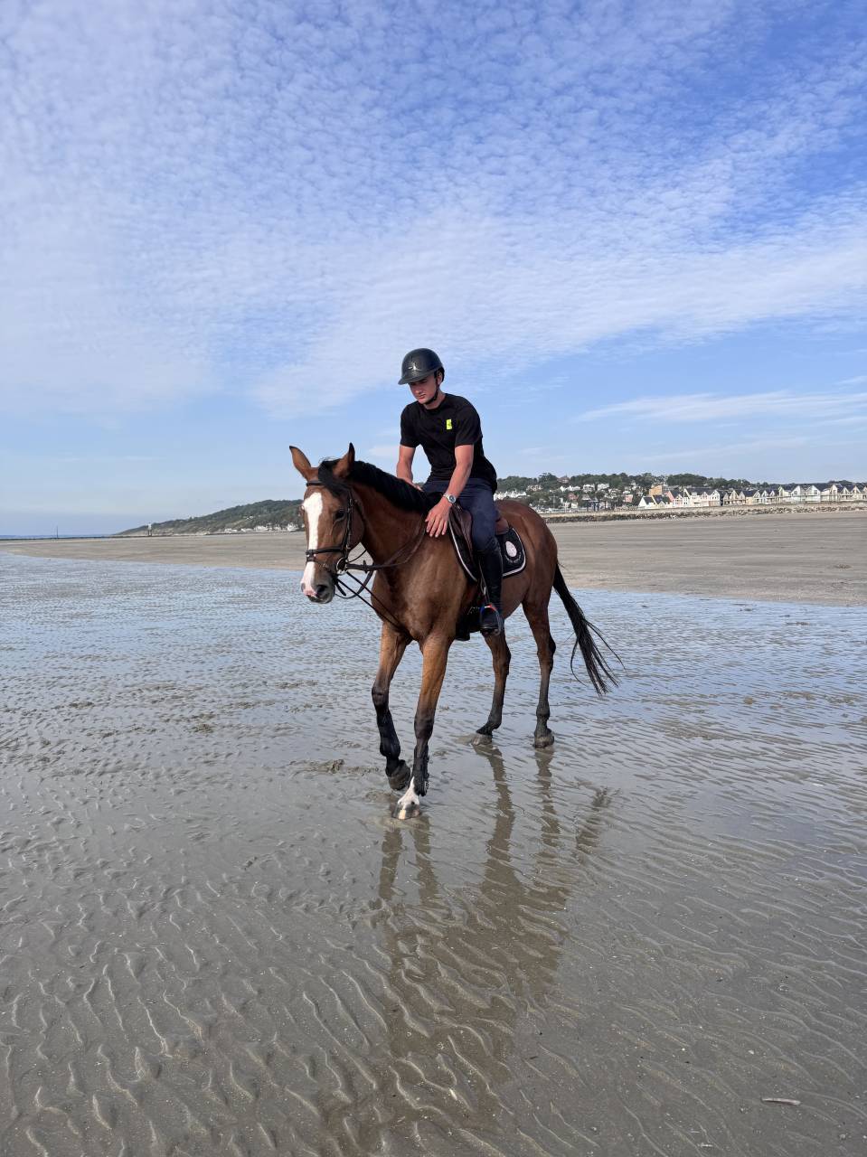 Mare Selle Fran&ccedil;ais For sale 2015 Bay