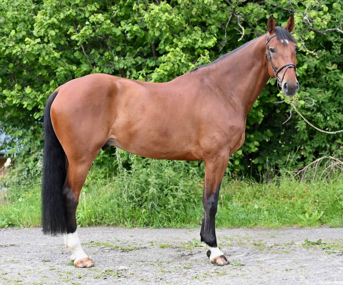 Gelding Zangersheide For sale 2021 Bay