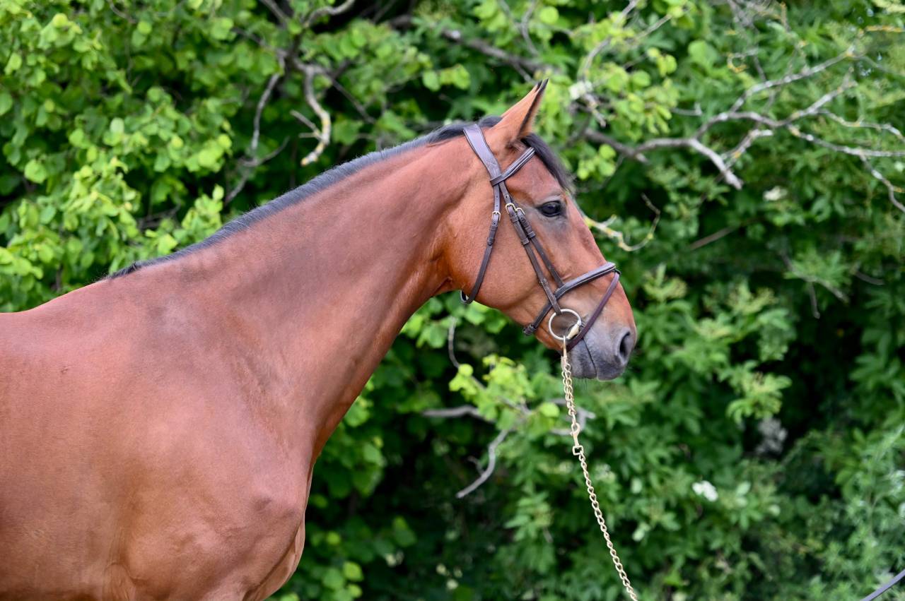 Gelding Zangersheide For sale 2021 Bay