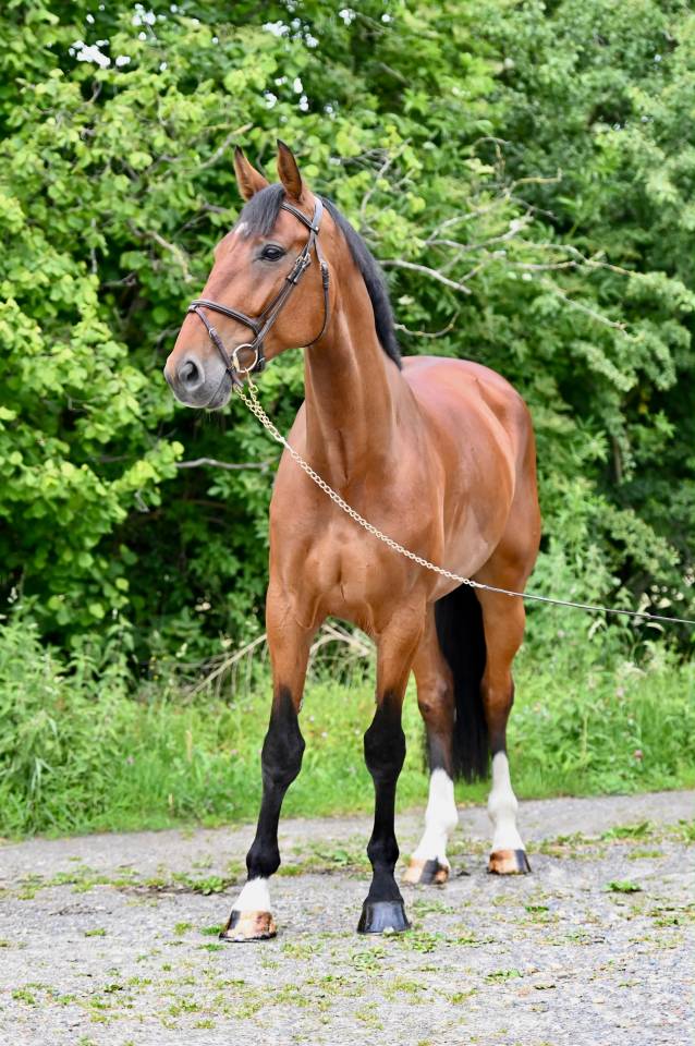 Gelding Zangersheide For sale 2021 Bay