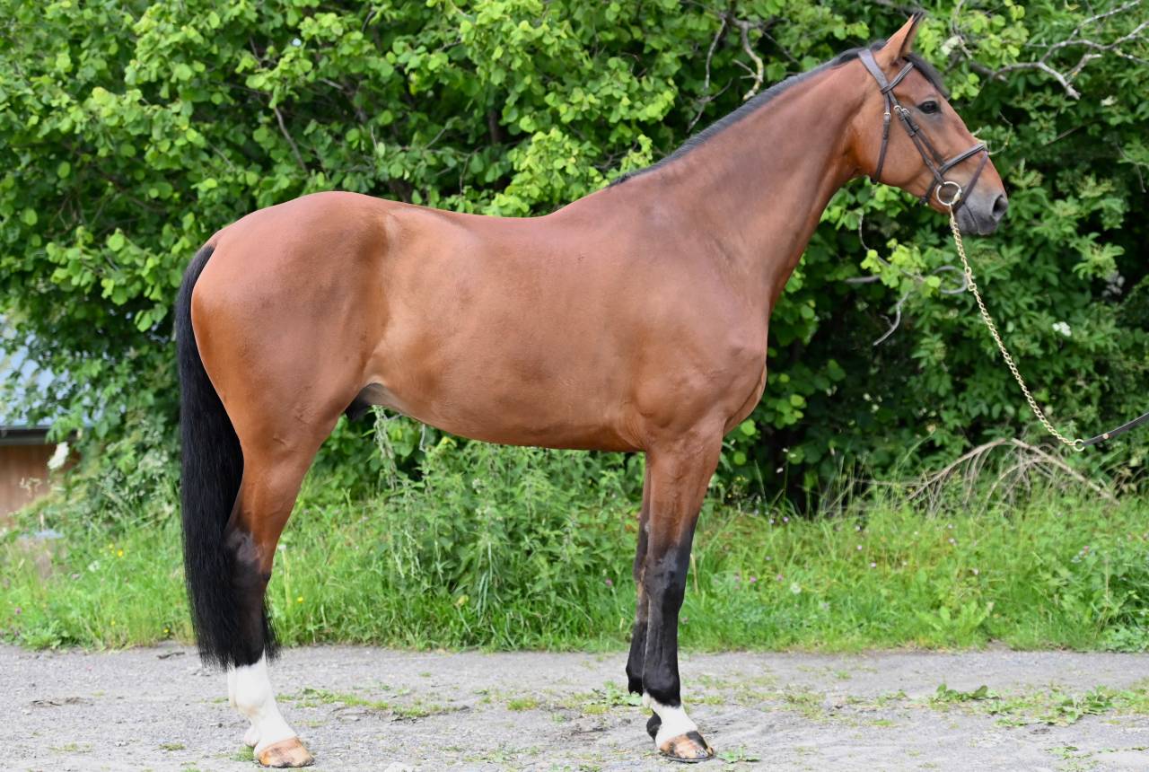 Gelding Zangersheide For sale 2021 Bay