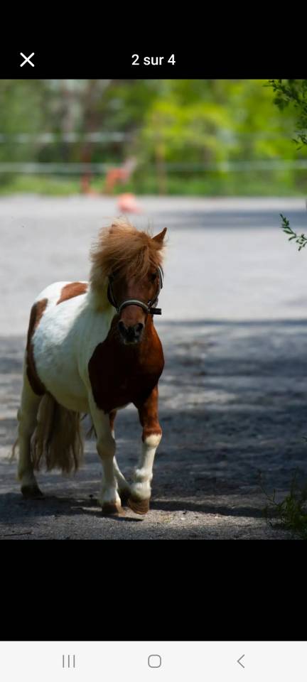 Gelding Shetland Pony For sale 2021 Coloured
