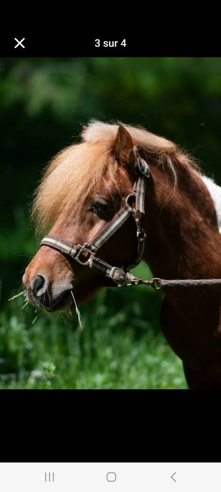 Gelding Shetland Pony For sale 2021 Coloured
