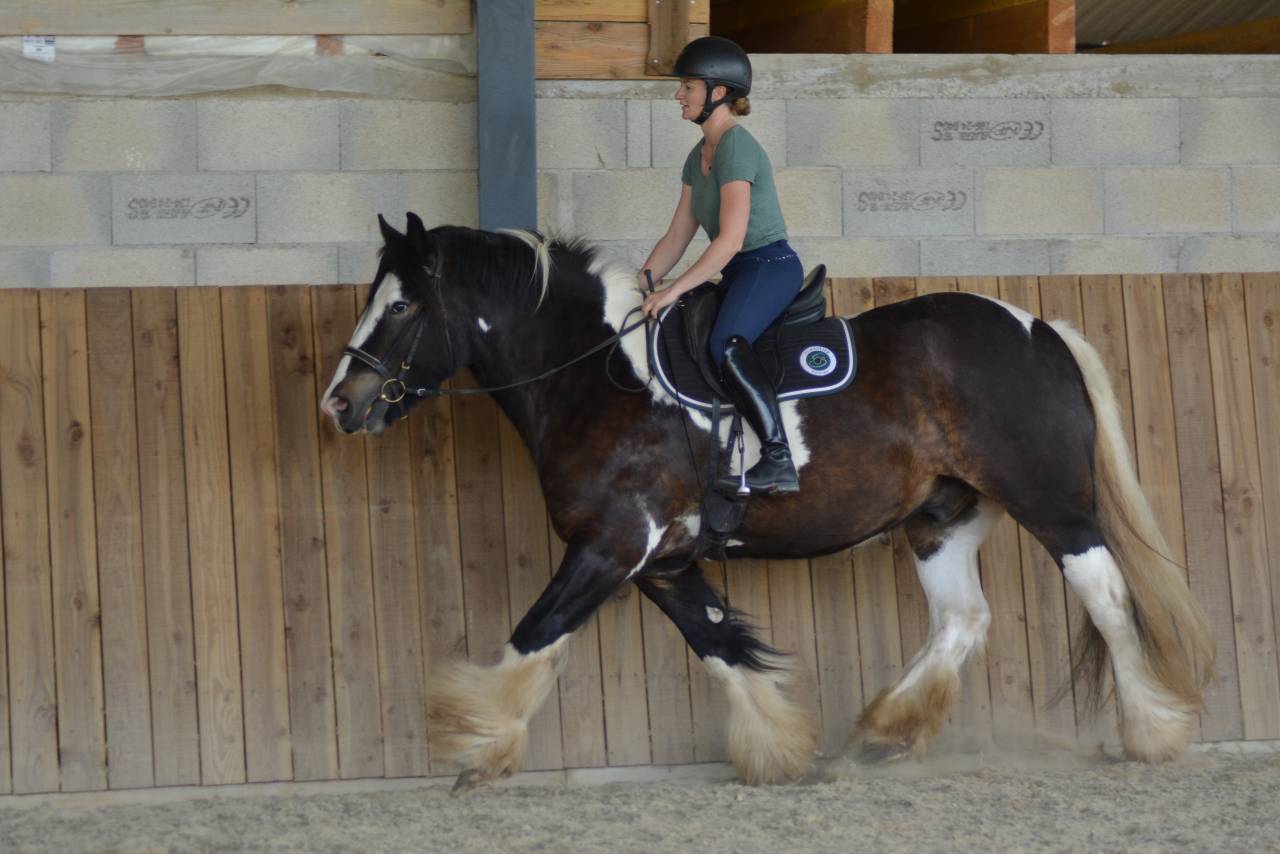 Gelding Cob For sale 2021 Coloured