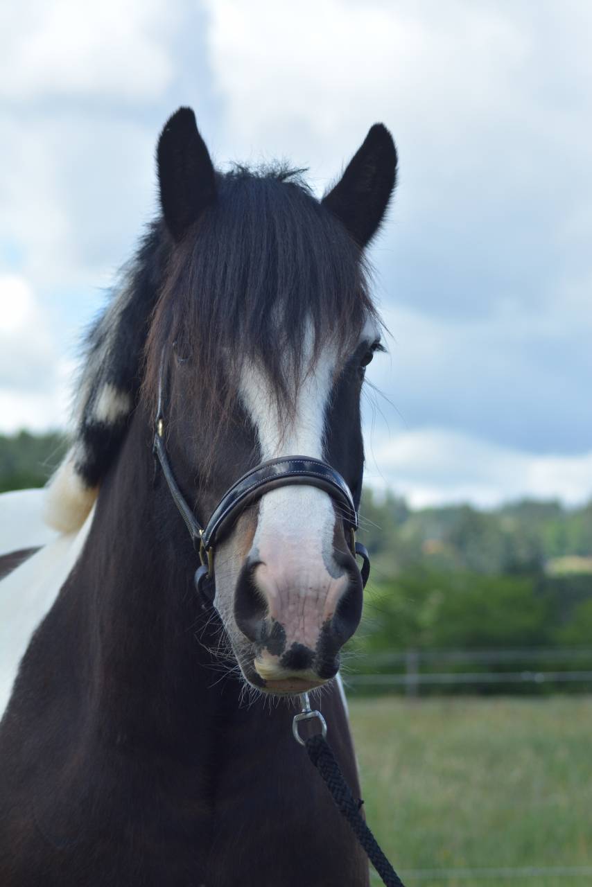 Gelding Cob For sale 2021 Coloured