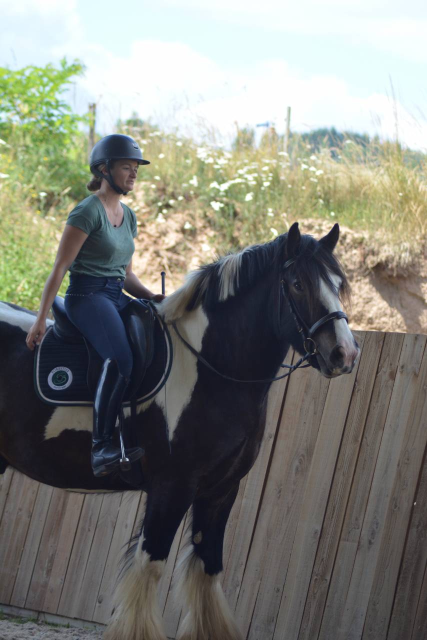 Gelding Cob For sale 2021 Coloured