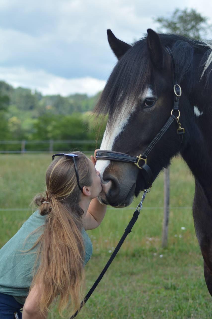 Gelding Cob For sale 2021 Coloured